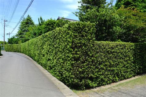 植栽 種類|庭木におすすめの樹木42種類！おしゃれで人気な常緑樹や落葉樹。